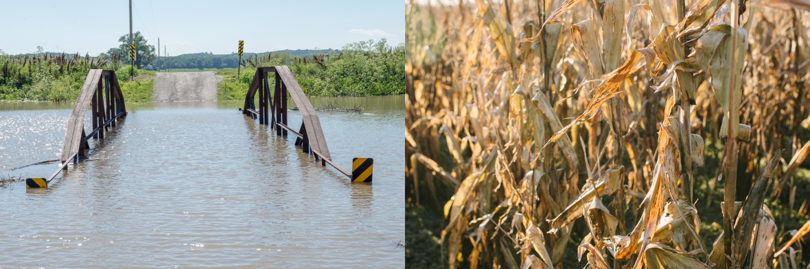 Two photographs show a flooded bridge on the left a dry corn plants on the right.