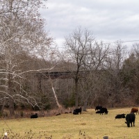 Livestock graze below a former Rock Island bridge that passes over the Estes farm in Rosebud.