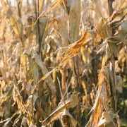 Dry corn plants stand in a field.