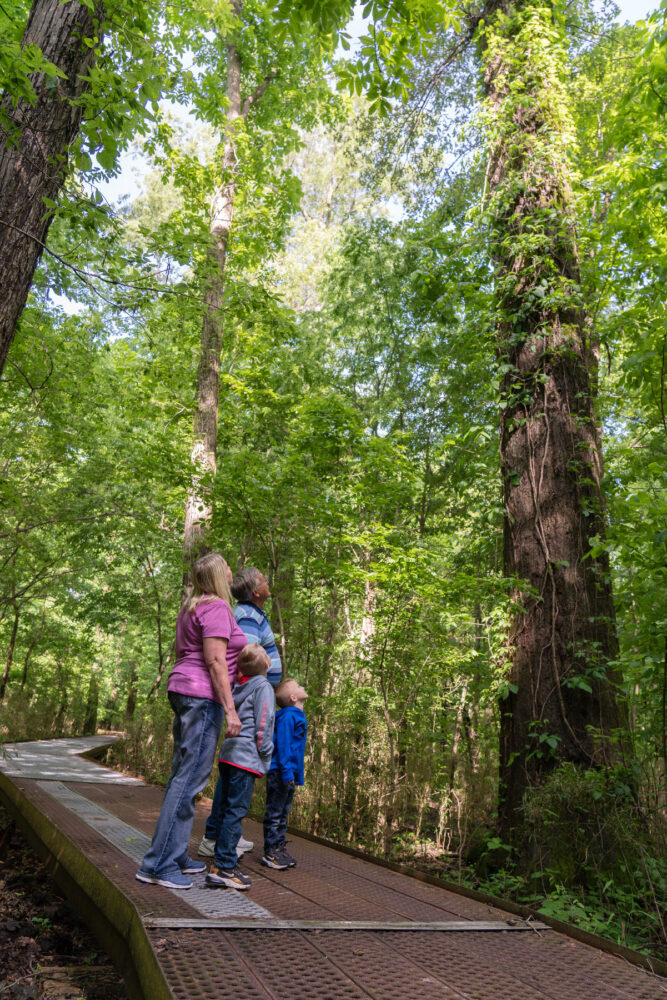 An adult couple and two children stand on a raised metal walkway through the woods. They are looking up at a large tree.