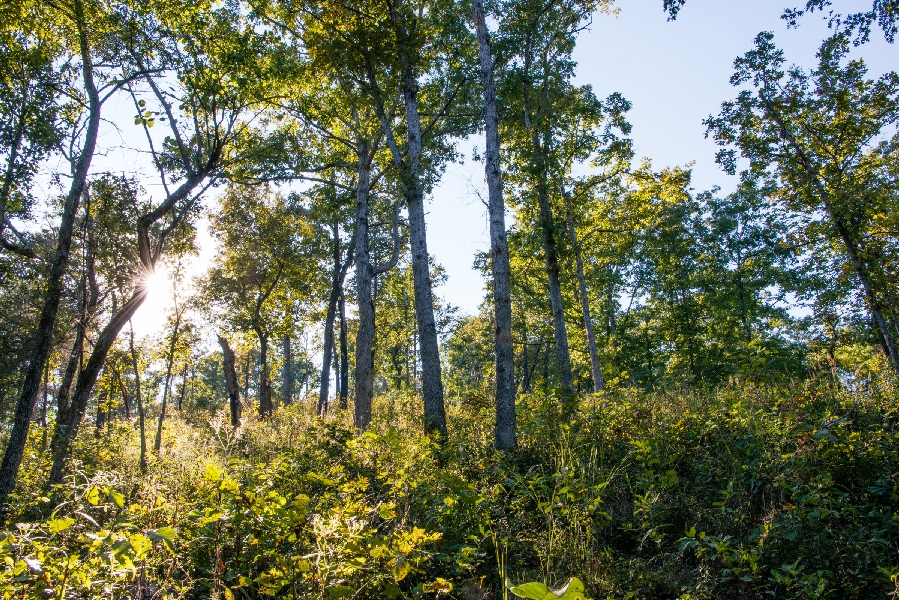 A view of a wooded area. The area is filled with thick brush and tall but young trees are spattered throughout. The sun is behind the trees, to the left.