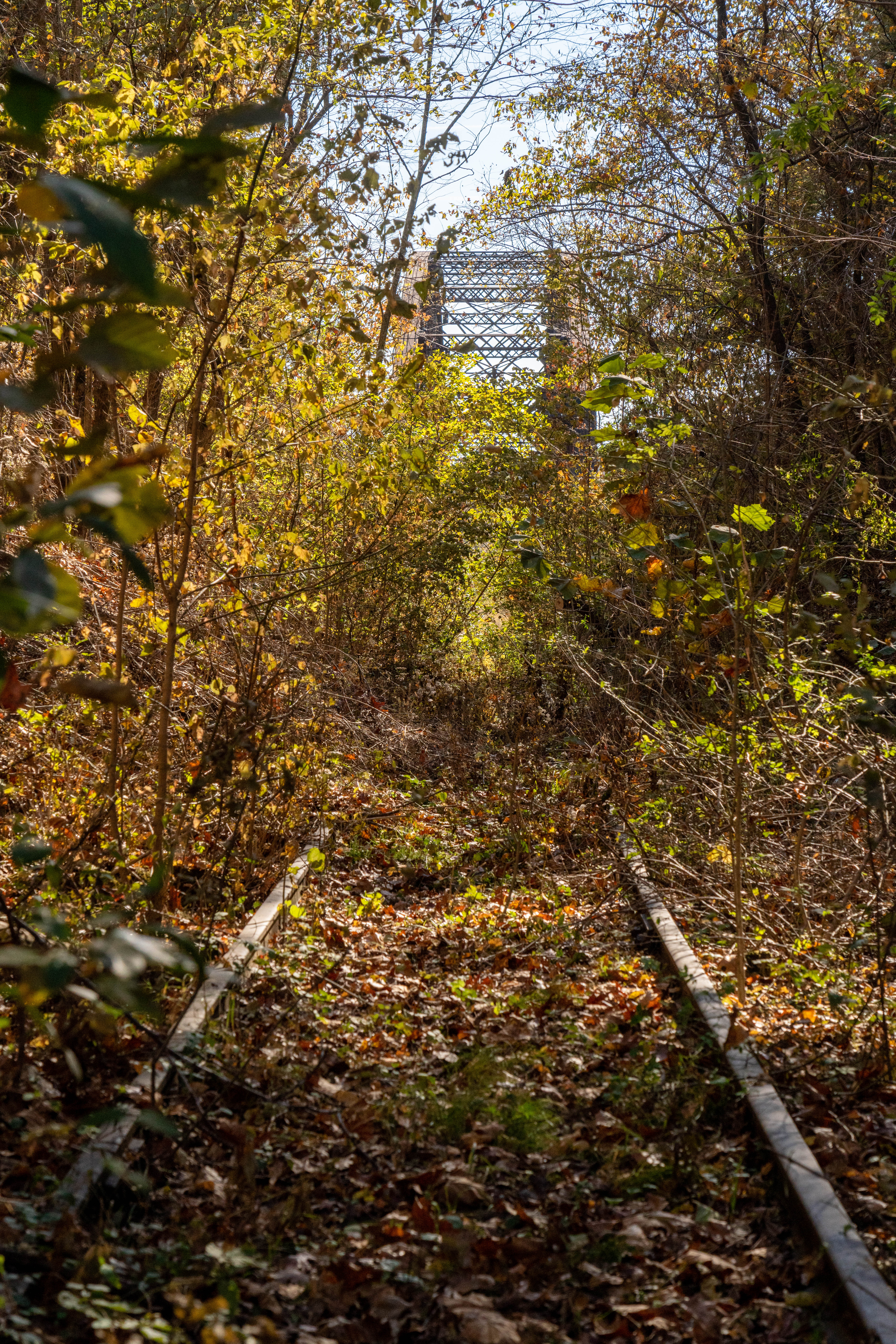 Railroad tracks lead into heavy brush. In the distance a large steel railroad bridge truss is among the heavy brush.