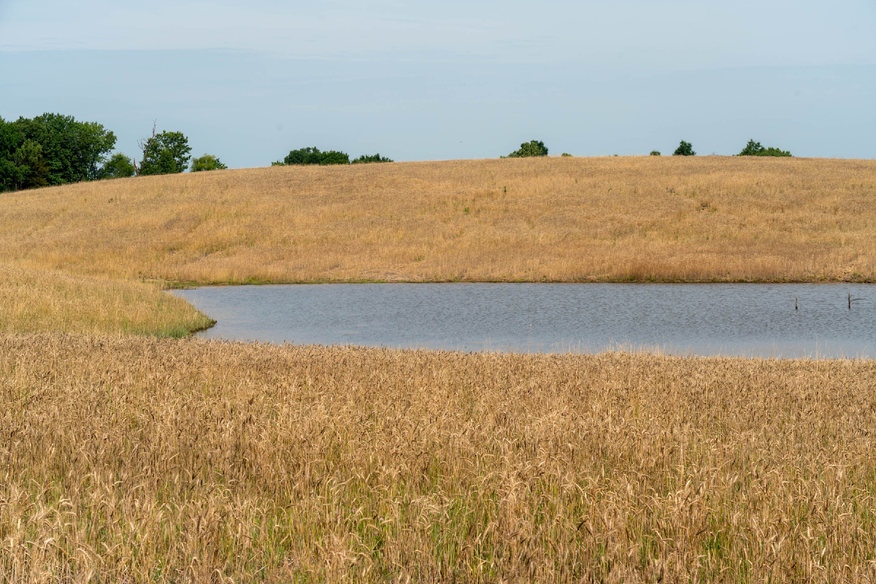 The same field from the previous photograph. The bare dirt has been replaced with lush grassy vegetation. The low spot of water is now a fully-filled pond.