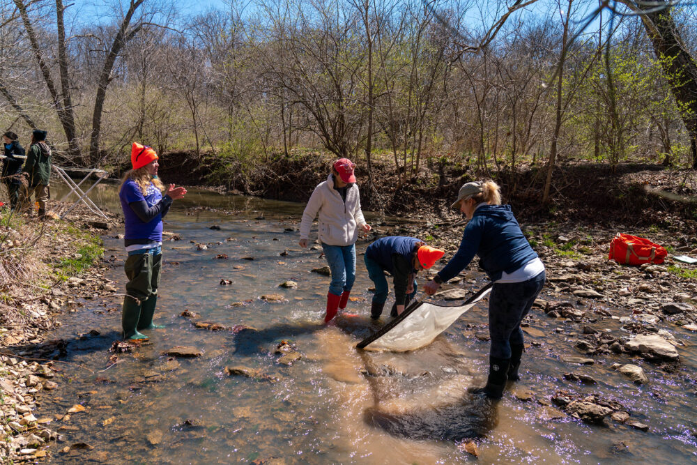 A group of four volunteers, in modern time, stand in a shallow creek with a skim net. They are using the net to collect macroinvertebrates.