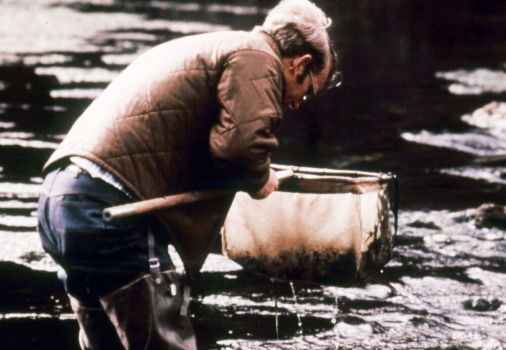 A man stands in a creek. he is wearing waders and is examining a dip net that contains material skimmed from the creek bed. This image was taken in the 1970s.