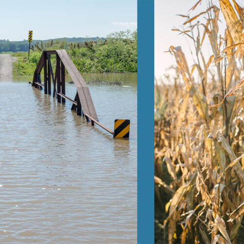 A composition of two images. On the left is a small bridge completely submerged in flood water. On the right is a stand of corn that is struggling due to drought.
