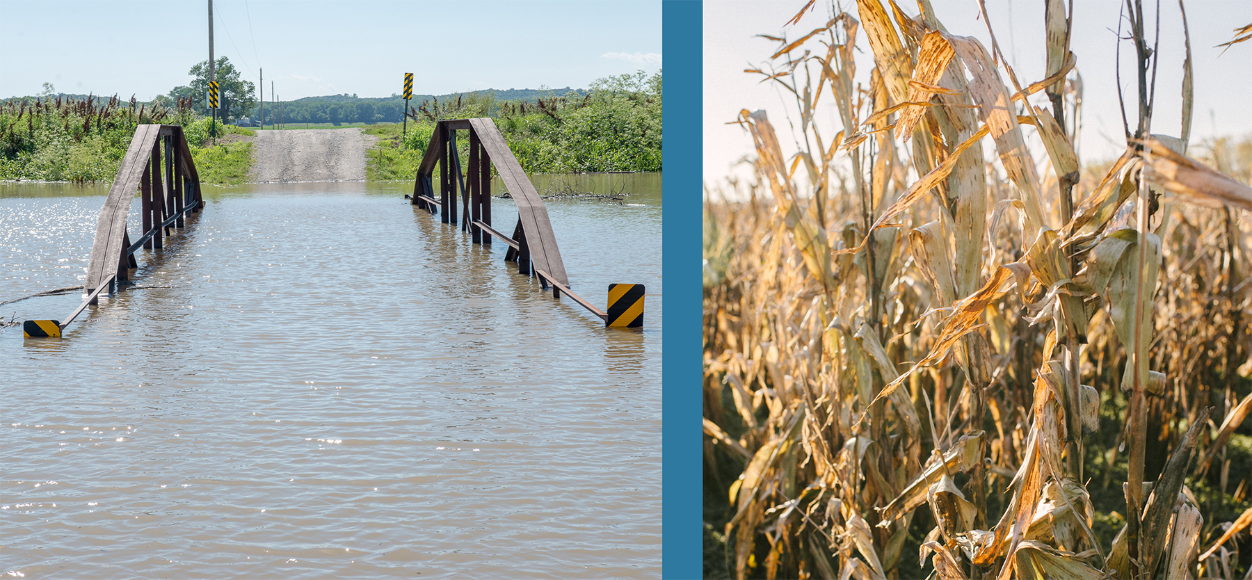 A composition of two images. On the left is a small bridge completely submerged in flood water. On the right is a stand of corn that is struggling due to drought.