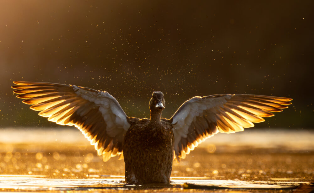 A mallard duck fills the frame. It is rising out of the water with it's wings spread. Sunlight shines through its wing feathers and illuminates drops of water tossed into the air by the duck's motion.