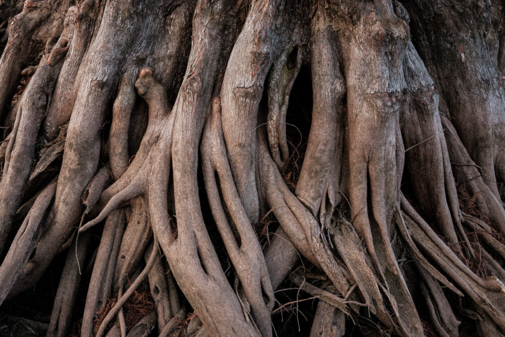 A close view of the roots of a tree. The roots fill the frame and twist together as they reach toward the lake edge which is just out of frame on the bottom of the image.