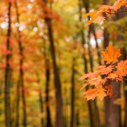 Photo of colorful autumn leaves with a blurry background of trees and leaves.