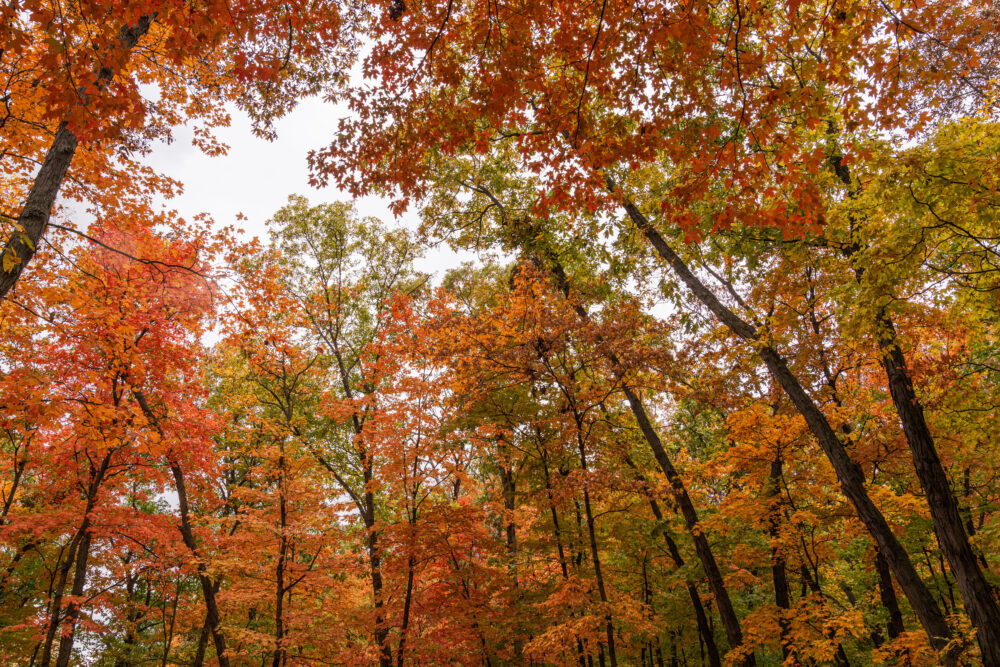 A photo of fall foliage looking through the trees toward the sky.