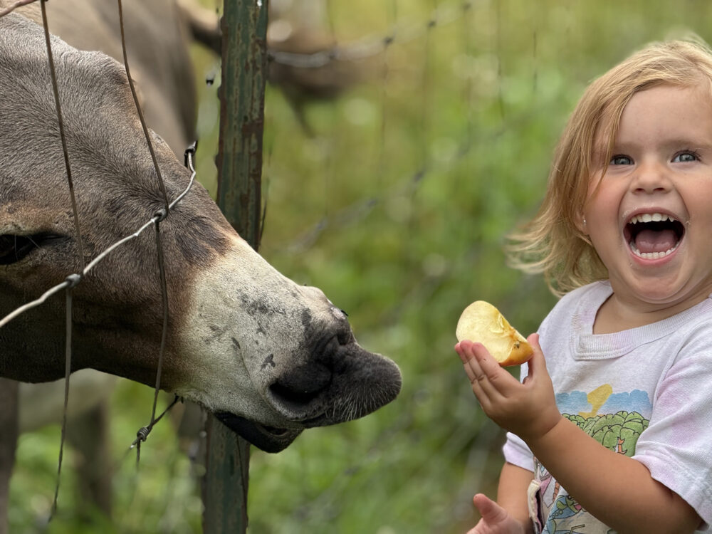 A child holds a quartered apple next to a wire fence while laughing. A donkey is reaching it's head through the fence toward the apple with outstretched lips.