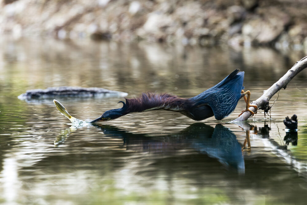 A brightly-colored bird perched on a branch at water level leans out over a creek. As the bird's beak plunges under the water and a small fish hops above the surface to evade capture.