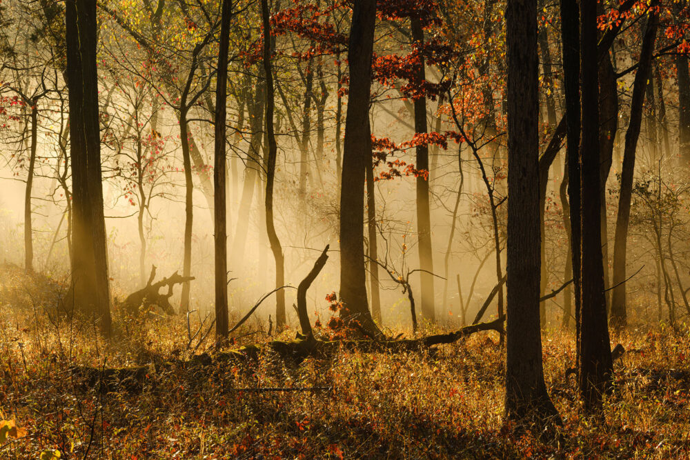 A view of trees in the forrest. Warm morning light fills the space between the trees and illuminates fog.