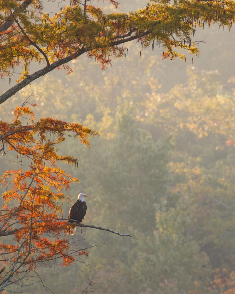 A bald eagle is perched in a cypress tree. In the background, out of focus, are trees from the surrounding forrest. The air between the bird and the background is hazy.