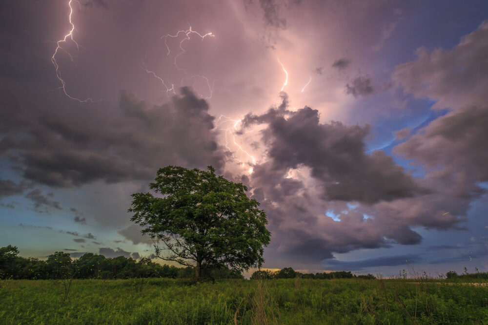A wide view of a field with large tree. Above the tree is a stormy, cloud-filled sky. A web of lightning bolts spread between the clouds.