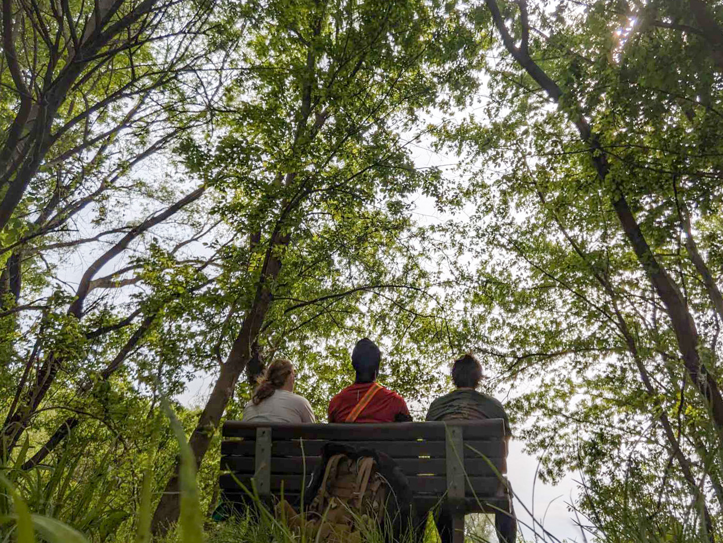 three people seated on a bench facing away from the camera with a large tree canopy over them.