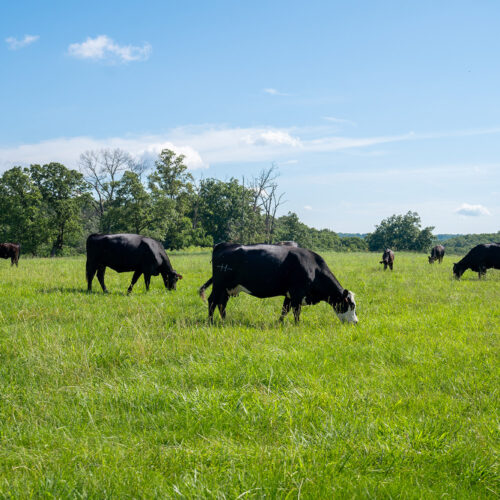 Several cows graze in an open field, contained within a smaller area by fencing.