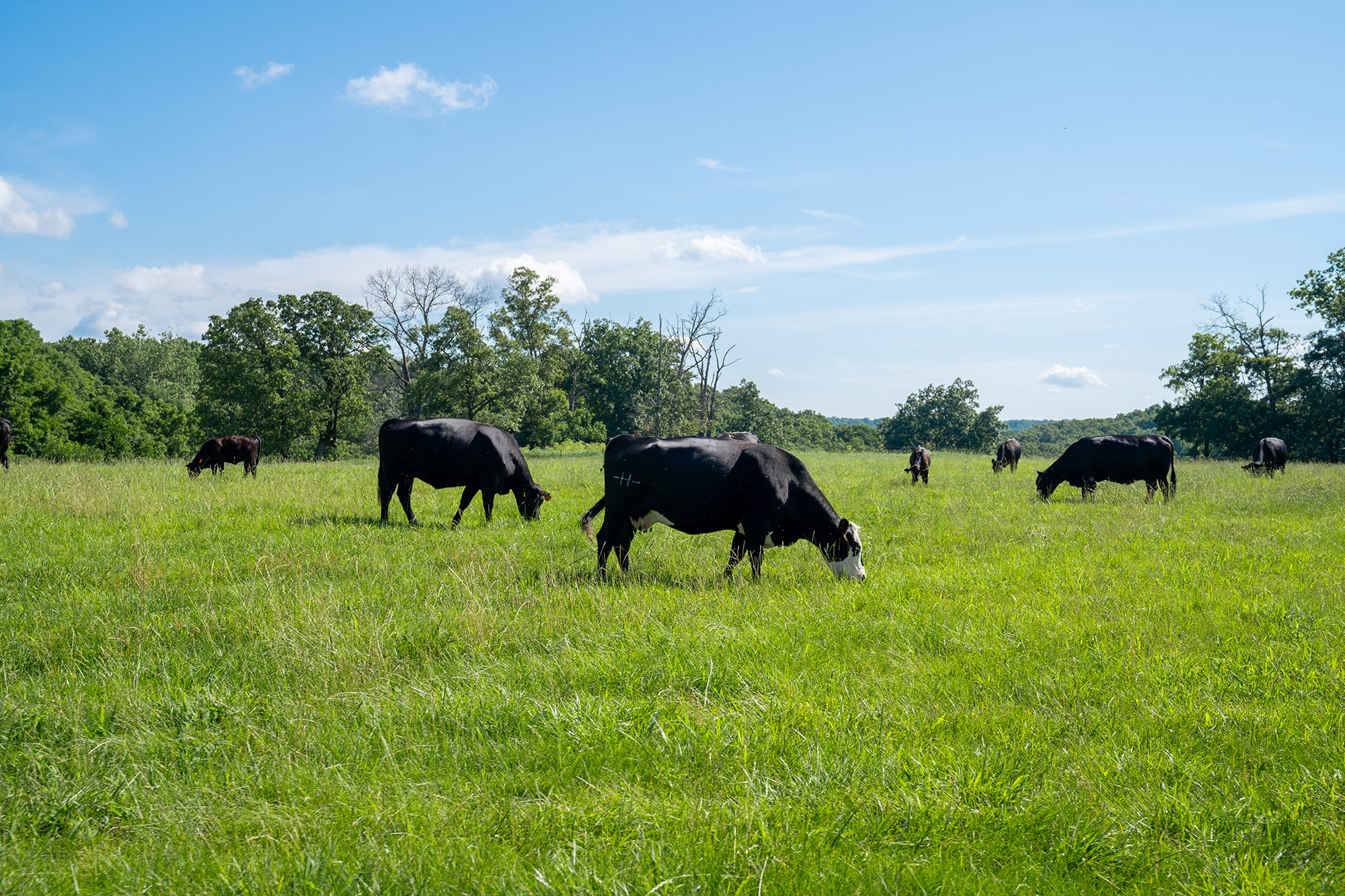 Several cows graze in an open field, contained within a smaller area by fencing.