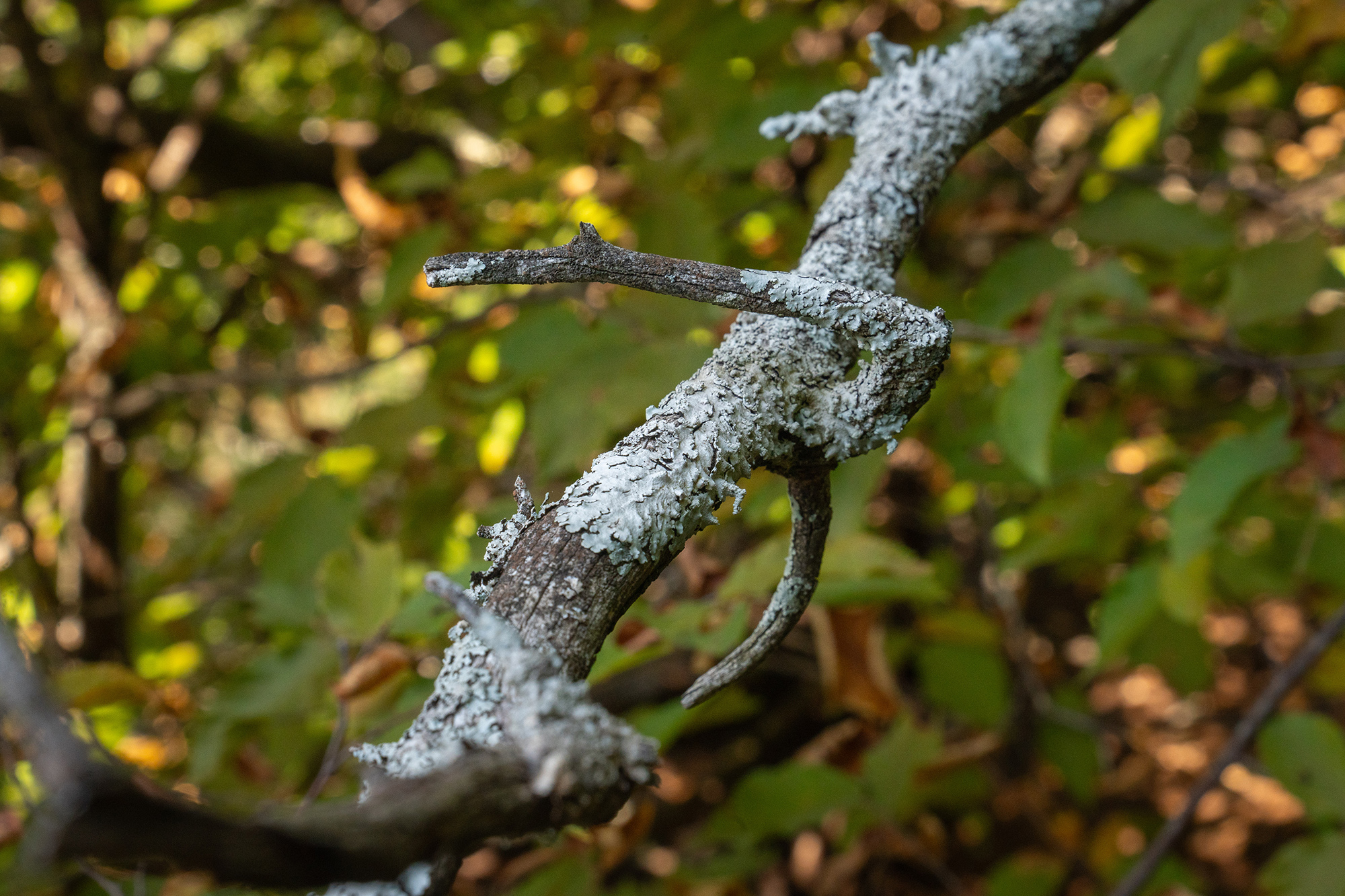A wavy branch stretches through the frame, covered in a chalky flaky thin fungus.