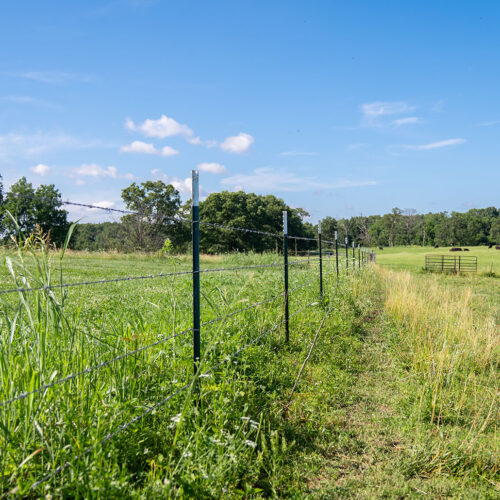 A lush field with higher grass to the left is divided by a wired fence hung on T-posts.